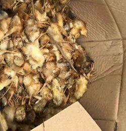 安州 養殖場買回4500只小雞 兩天死了99