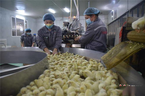 石家莊欒城區打造智能化養殖 創優質家禽品牌