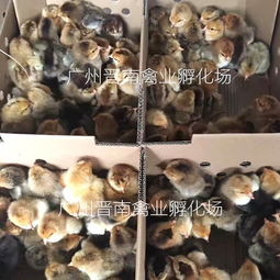 散養土雞麻黃雞苗孵化場直銷 廠家批發新廣882 全國配送k9