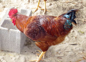 目前青腿麻雞苗價格哪里有賣的