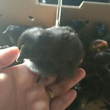 廣漢中力家禽養殖有限責任公司