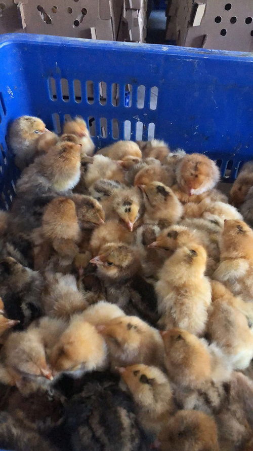 櫻桃谷鴨苗多少錢一個 惠民禽業 茂名鴨苗多少錢一個