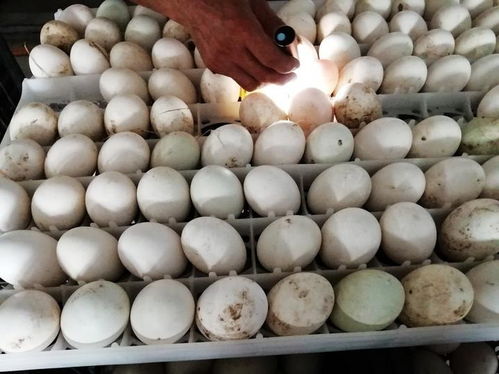 走訪山口和沙田,山沙聯誼會發現家鄉超多亮點,要助推鄉村振興