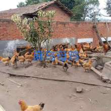 廣漢中力家禽養殖有限責任公司