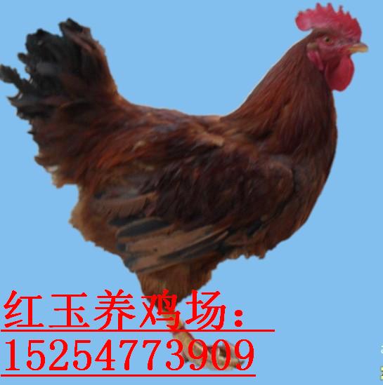 嘉祥種雞孵化場銷售受精種蛋紅玉種蛋 笨雞種蛋