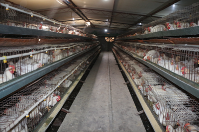 巷道鎮:小家禽孵化大產業 &ldquo;土雞&rdquo;變身&ldquo;金鳳凰&rdquo;