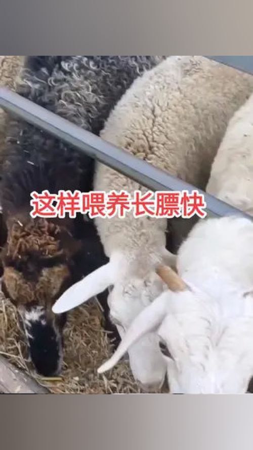 畜牧業 科學喂養 養殖小妙招 家禽養殖 水產技術