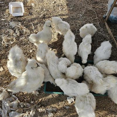 純白希爾寵物雞活物家禽觀賞雞小型幼雞自家農場孵化健康皮實好養