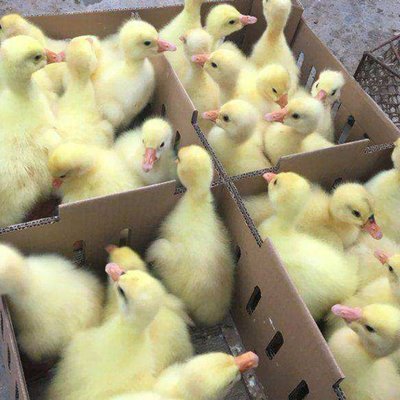 鵝苗養殖 云南普洱鄉村創業項目 龍發家禽孵化場