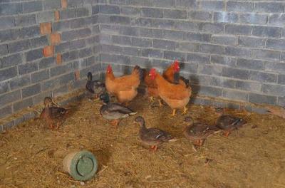 村民農(nóng)田撿回野鴨蛋讓老母雞孵化|野鴨|老母雞|村民_藝術收藏_奢侈品-郵編生活網(wǎng)