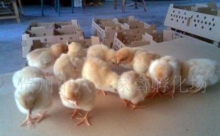 主營產品_賀州市八步家禽孵化場