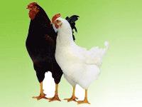 海蘭廠家 批發(fā)商 價格表