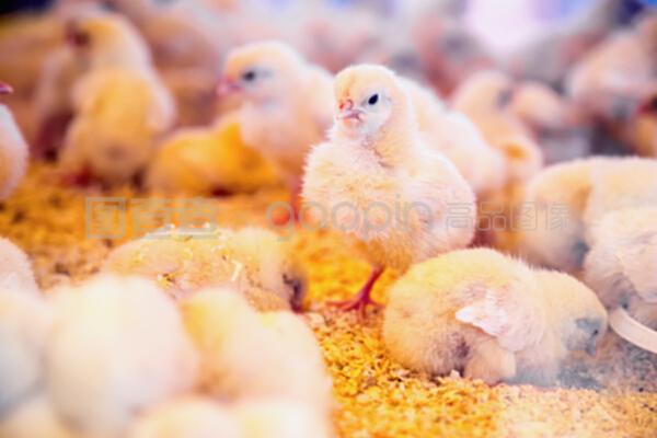 農(nóng)場孵化器或雞舍內的小雞