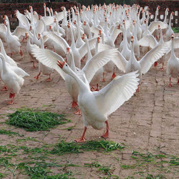 種鵝苗報價 廠家