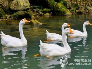 齊齊哈爾致富路上小鵝雛助力