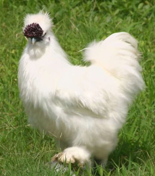 白鳳烏雞苗批發(fā) 竹絲雞苗供應 快大白鳳烏雞苗價格 白鳳烏骨雞苗孵化場