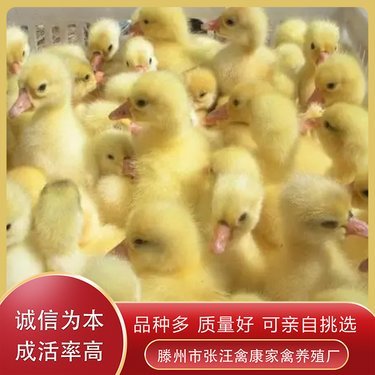 現(xiàn)在鵝的價格是多少錢一斤