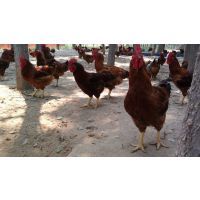 【創(chuàng)業(yè)好項目紅公雞苗養(yǎng)殖純紅公雞苗價格圖片】創(chuàng)業(yè)好項目紅公雞苗養(yǎng)殖純紅公雞苗價格 - 濟寧市兗州區(qū)博武家禽孵化場