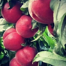 陜西興平許鵬家禽孵化場(chǎng)