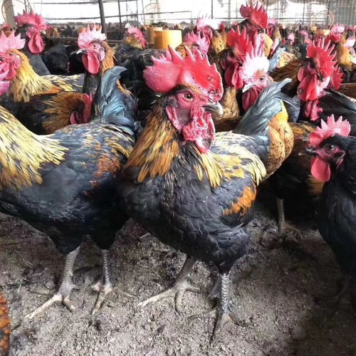 四川黑雞苗批發(fā) 貴州黑雞苗價(jià)格 成都天露黑雞苗孵化場(chǎng) 貴陽(yáng)黑土雞苗