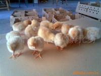 賀州市八步家禽孵化場(chǎng)