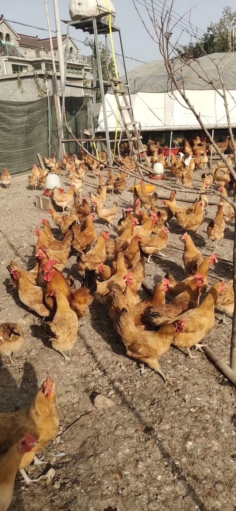 大種家禽養(yǎng)殖孵化基地