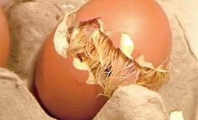 北方地區(qū)的冬天,原來(lái)是這么孵小雞的,表示沒(méi)見(jiàn)過(guò)