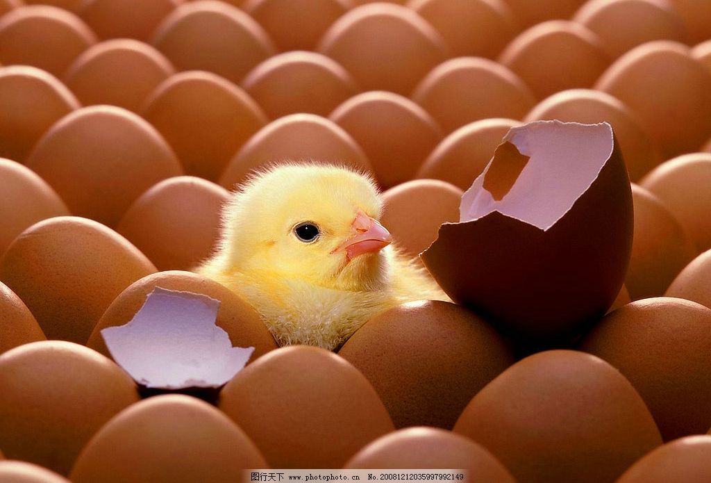 孵化的小雞圖片