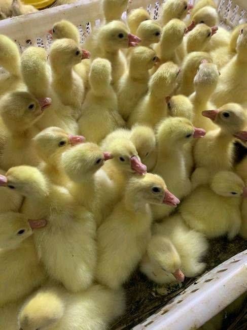 黔東岑鞏哪里有賣(mài)獅頭鵝苗孵化場(chǎng)批發(fā) 廣西龍發(fā)家禽孵化 - 抖