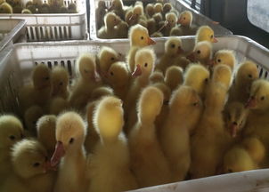 襄陽鵝苗批發品牌企業