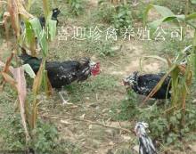 如東縣富源家禽孵化廠_世界工廠網全球企業(yè)庫