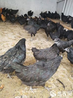 純種綠殼蛋雞苗,脫溫五黑雞苗,全國發(fā)貨,運輸包活