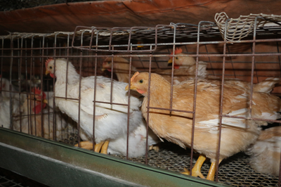 巷道鎮(zhèn):小家禽孵化大產業(yè) &ldquo;土雞&rdquo;變身&ldquo;金鳳凰&rdquo;