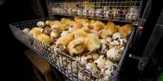 在家禽養(yǎng)殖場的孵化器中孵化雞和鵪鶉。