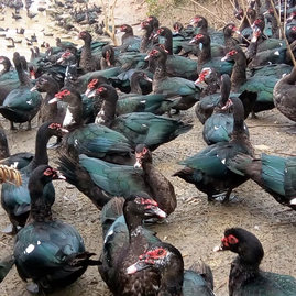 廣西南寧西鄉(xiāng)塘區(qū)順勝牧業(yè)家禽孵化鴨苗