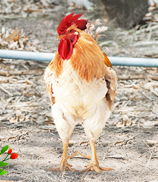 養(yǎng)殖技術 豬牛羊,家禽,水產,特種,寵物養(yǎng)殖技術大全 火爆畜牧招商網