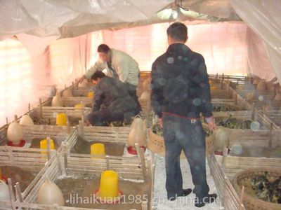 鴨苗孵化,鴨苗批發(fā),鴨苗價格,河南鴨苗,黑金定鴨苗--南陽西洼家禽孵化場