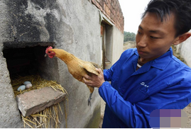 三位90后小伙創業生態養雞 年銷售額逾600萬