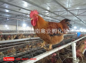 散養土雞麻黃雞苗孵化場直銷 廠家批發新廣882 全國配送k9