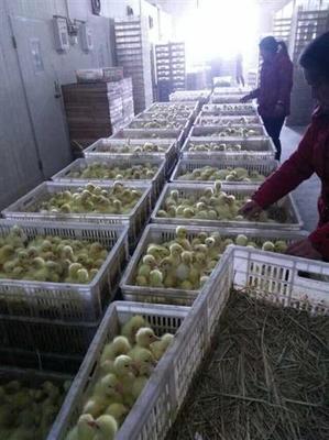 鵝苗圖片,鵝苗價格圖片,獅頭鵝苗價格圖片-中科商務網-江蘇宏發家禽孵化場