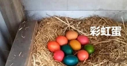 意外把蛋染成彩色,母雞覓食回來后神情緊鎖又懵圈,這蛋是假的吧