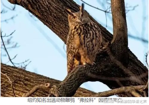 2024年美國人的信用卡債務將超過儲蓄 紐約知名出逃動物雕鸮 弗拉科 因撞樓死亡 美加新聞播報