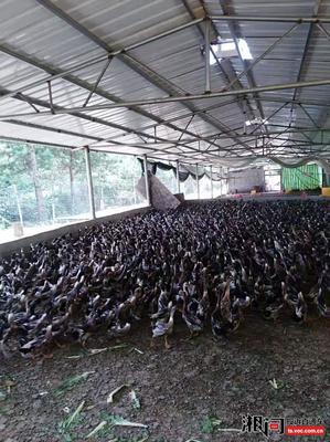 要求長沙縣黃花鎮(zhèn)瑞才家禽孵化場賠償損失