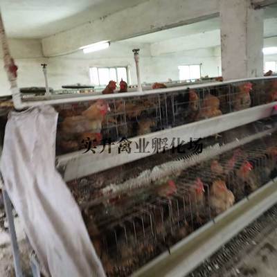 萊蕪肉雞苗批發(fā)價格