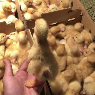 貴港覃塘雜交鴨苗孵化基地品種多 品類齊全 龍發(fā)家禽