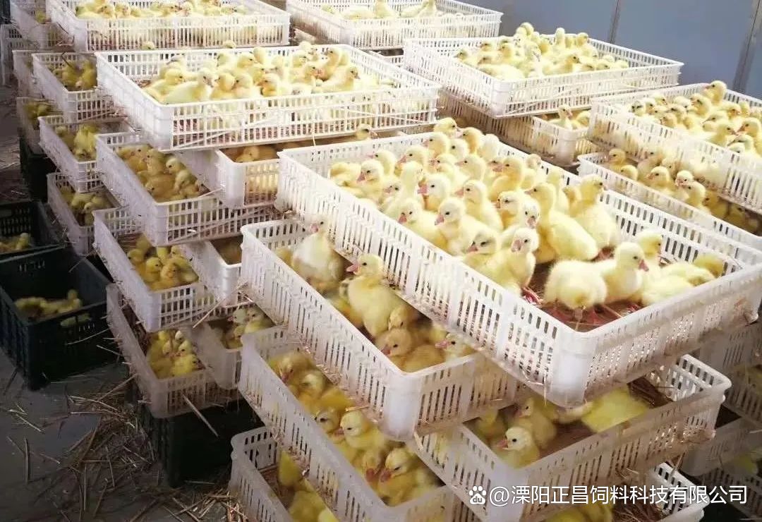 影響家禽孵化率的4大因素