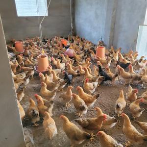 荊州袁萬軍家禽孵化