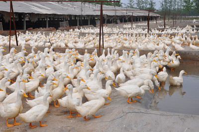 江蘇百正孵化場,常年面向全國出售鵝苗鴨苗。品種有揚州大白鵝,_雞苗_海州區百正家禽經營部 - 商國互聯網
