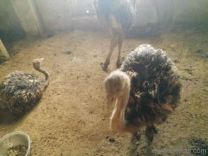 巴音養殖鴕鳥怎么樣鴕鳥批發