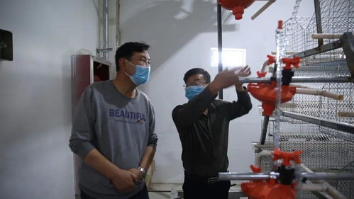 巴里坤縣家禽孵化養殖場 小雞蛋孵化脫貧大產業